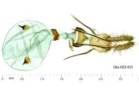 Epinotia festivana