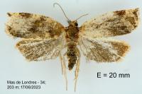 Archips xylosteana