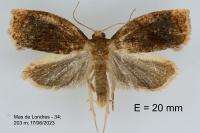 Archips rosana