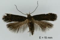 Stomopteryx