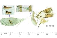 Stomopteryx