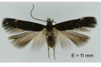 Oxypteryx immaculatella