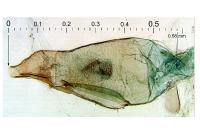 Oxypteryx immaculatella