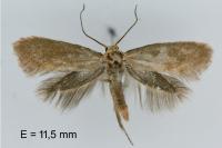 Elachista pigerella