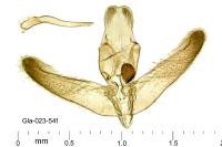 Elachista pigerella