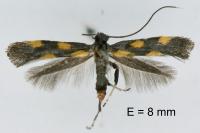 Euspilapteryx auroguttella