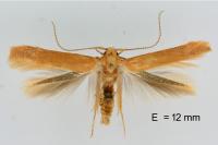 Haplochrois ochraceella