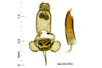 Haplochrois ochraceella