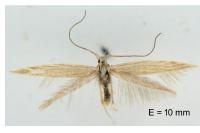 Coleophora taeniipennella