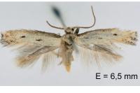 Elachista biatomella