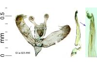 Elachista biatomella