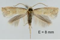 Elachista lugdunensis