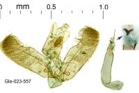 Elachista lugdunensis