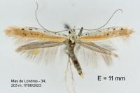 Aspilapteryx tringipennella