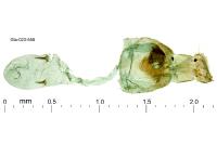 Aspilapteryx tringipennella