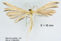Merrifieldia malacodactyla