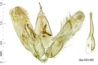 Merrifieldia malacodactyla