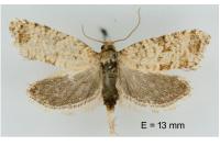 Isotrias stramentana