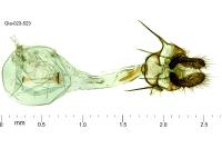 Isotrias stramentana