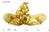 Isotrias stramentana