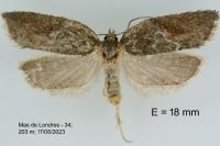 Acleris hastiana