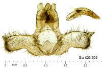 Acleris hastiana