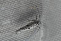Yponomeuta plumbella