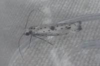 Yponomeuta plumbella
