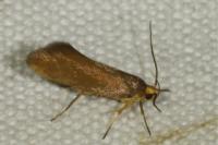 Crassa unitella