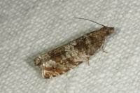 Ancylis achatana
