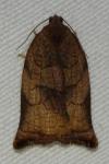 Archips podana