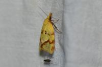 Agapeta hamana