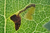 Stigmella assimilella
