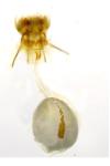 Cnephasia stephensiana