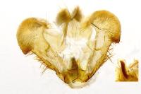 Rhopobota naevana