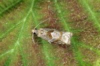 Rhopobota naevana