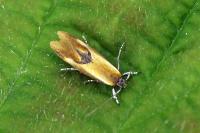 Batia lunaris