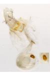 Batia lunaris