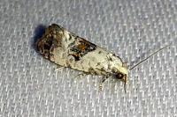 Neocochylis hybridella