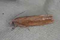 Eucosma obumbratana