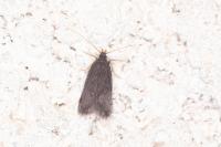 Homaloxestis briantiella