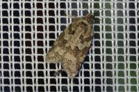Cnephasia