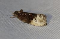 Hedya nubiferana