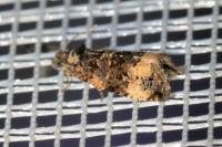 Endothenia gr. gentianaeana