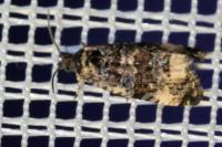 Endothenia gr. gentianaeana