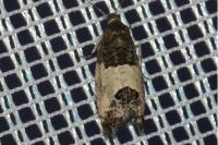 Spilonota ocellana