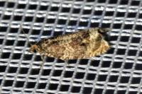 Celypha lacunana