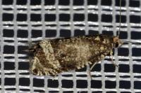 Celypha lacunana