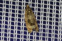 Celypha lacunana