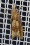 Eucosma conterminana
